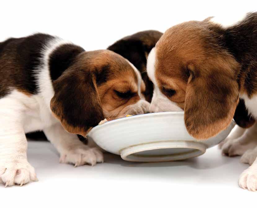 Importance of Variety Ensuring that a puppy is fed a variety of different flavours and types of food can be beneficial as it may help prevent fussy eaters when adult.