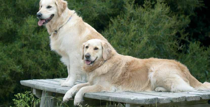 Senior Dogs Generally, dogs are considered to be geriatric once they have reached the final third of their anticipated lifespan.