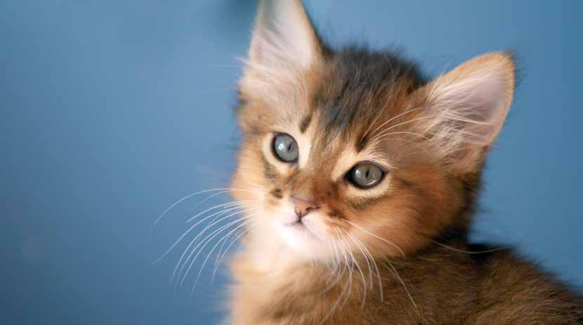 For your kitten multiple small feeds throughout the day (at least 4-5 per day at weaning) is recommended to be offered. Moist food that is left uneaten should be discarded at least twice daily.
