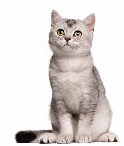 Cats The cat (Felis catus) has been associated with humans for around 9,500 years There are 2.18m cats in Australia (2011) 22.
