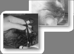castration Cryptorchid males processed like spays Previous neuter surgery confirmed by