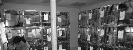 not suitable pets Actual outcomes at animal shelters Truly feral cats often euthanized as unhealthy/untreatable using the