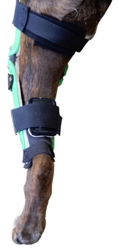 5) See picture A. Tighten the bottom back strap of the brace. Center the foam Achilles tendon pad over the dog s Achilles tendon.