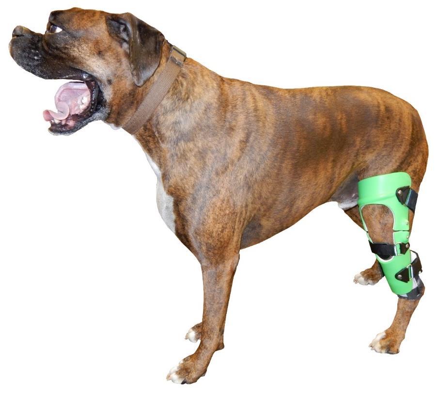 9) The brace is now on. Encourage the dog to walk slowly. Initially, they may hesitate to bear weight on the leg or sit because they are not used to the restriction from the straps.