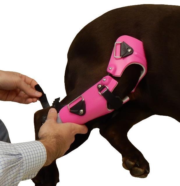 For dogs 50lbs or greater, you should be able to fit your pinky finger between your dog s