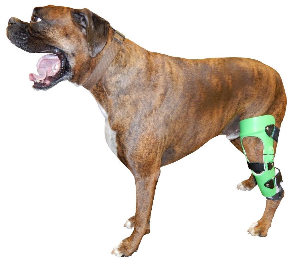 11) On a regular basis, inspect the dog's skin for any irritation. Inspect the brace for signs of wear. Straps and padding may need to be replaced over time. This is normal wear on the brace.