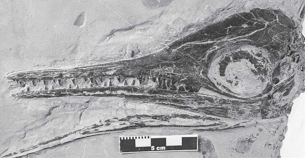 JIANG ET AL. NEW MIXOSAURUS FROM CHINA 65 FIGURE 7. Skull of the paratype of Mixosaurus panxianensis (GMPKU-P-1039). Scale bar equals 50 mm.