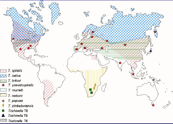 The occurrence of Trichinella in the world International trading, human and animal migration helps to their spreading to new regions, such as to new
