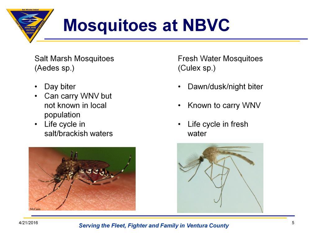 So here are the 2 main types of mosquitoes on base: Salt Marsh and Fresh Water. The salt marsh species are not known to be vectors for most diseases like West Nile Virus (WNV).
