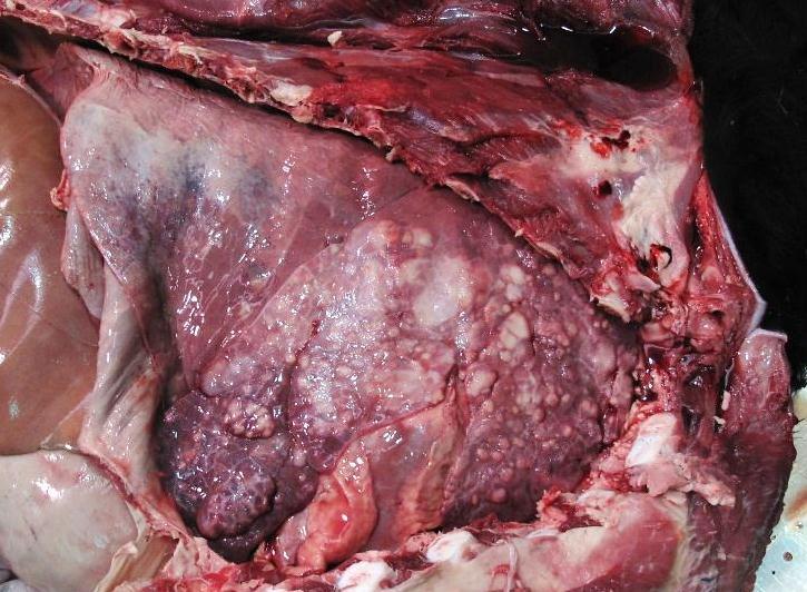 Calf lung Calf weighed 250 lbs. Lungs weighed 8.5 lbs. Healthy lung = 2 lbs. The lung of this calf contained 6 lbs.