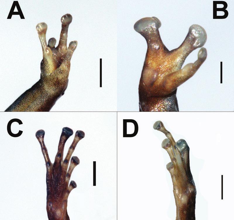 Intraspecific variation in Mannophryne riveroi 155 Figure 2. Multiple limb malformations observed in a female Mannophryne riveroi (CVULA 7391).