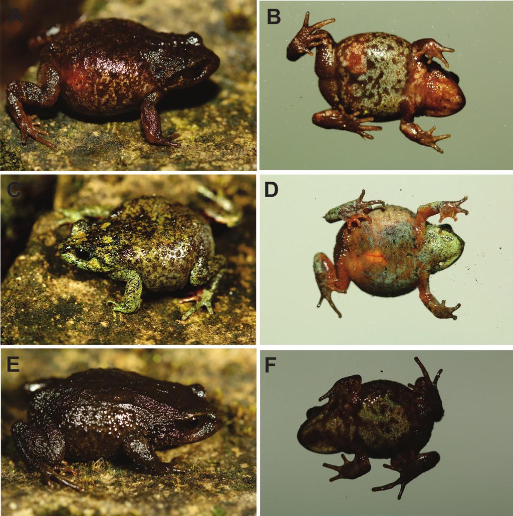 Chávez et al. Lehr 2002; Lehr et al. 2002; Lehr and Aguilar 2003; Lehr et al. 2005; Lehr and Oroz 2012; Mamani and Malqui 2014) with 25 species ocurring in the Huánuco Pasco and Junín regions.