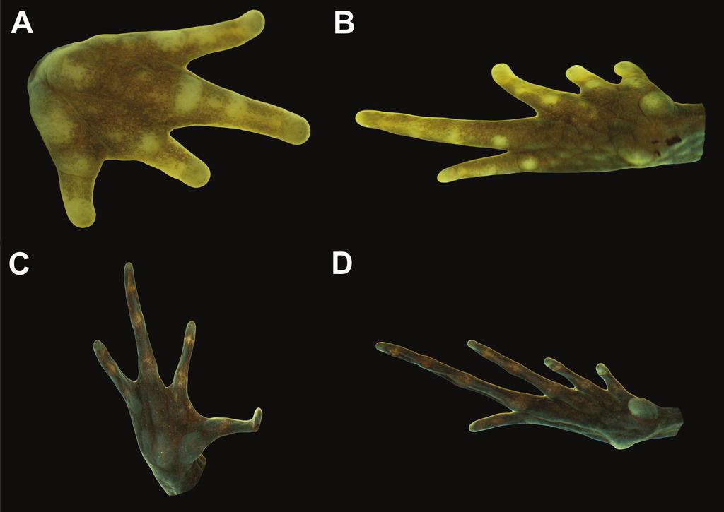 Chávez et al. Fig. 2. Ventral view of: A) right hand of the holotype of ; B) right foot of the holotype of ; C) right hand of the holotype of ; D) right foot of the holotype of.