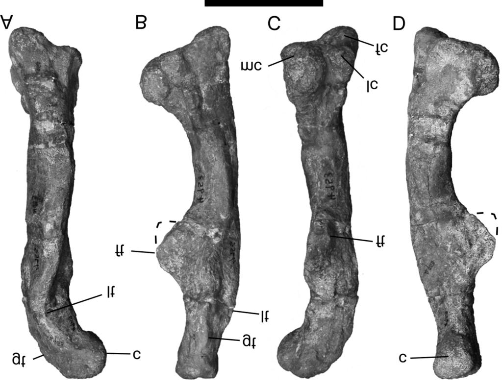 Figure 2. Right femur of Prosauropoda indet. (BP/1/4953) in (A) cranial, (B) lateral, (C) caudal and (D) medial views. Scale bar = 200 mm.