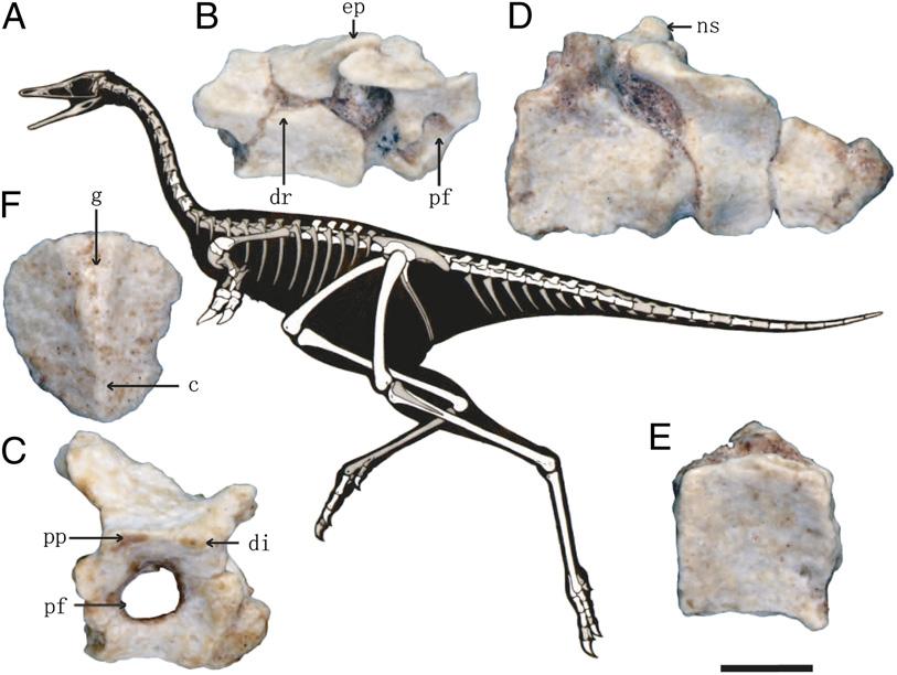 Fig. 1. Axial skeletal morphology of Linhenykus monodactylus holotype. (A) Skeletal silhouette showing preserved bones (missing portions shown in gray).
