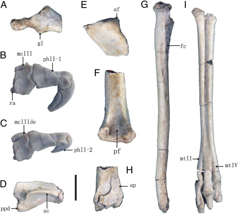 (E) First caudal vertebra in right lateral view. (F) Sternum in dorsal view.