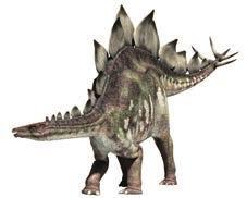 Stegosaurus Herbivorous Dinosaur Triassic Jurassic Cretaceous