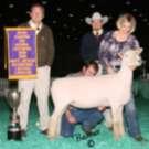 Southdown Breed