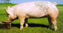 Shoulder Loin Edge Ham/ Loin Junction How Do Animals Get Fat?