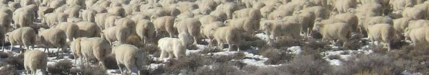 Selecting MRC sired ewes with strong Number Weaned EPDs helps you find the ewes that can mother up,