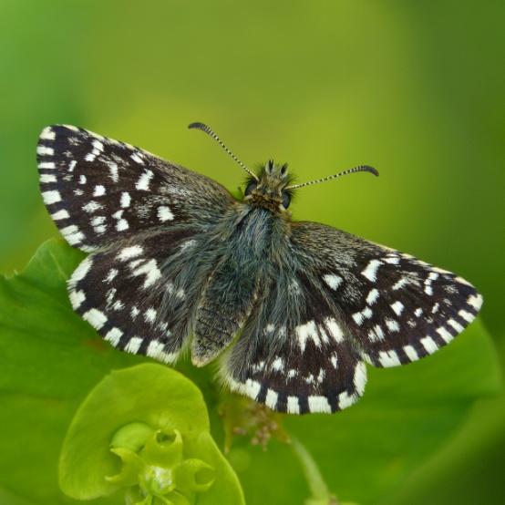 The SWOG guide to woodland butterflies and the plants which may attract them to your wood This simple guide will allow you to recognise the species of butterfly which may potentially be found in your