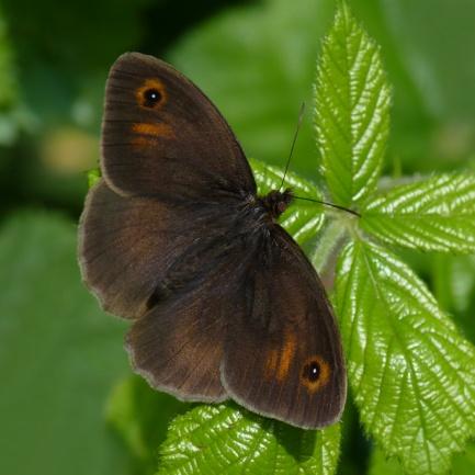 It prefers damp, humid conditions. The Ringlet will fly even on overcast days.