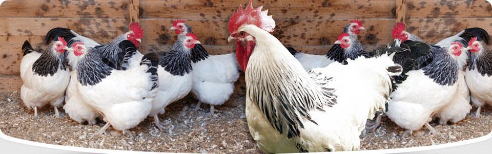 UTILITY SUSSEX The Utility Sussex is an ideal dual purpose bird, suitable for mixed production of meat and eggs. Predominantly white plumage with a black skirt and some black tail feathers.