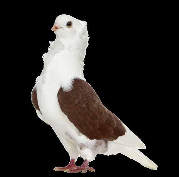 short beak pigeon,