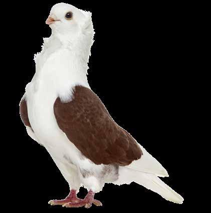 DoviX Breeders It is important to keep show pigeons in top condition. The animals must meet the standard physically, and feed is one of the most important factors in this.