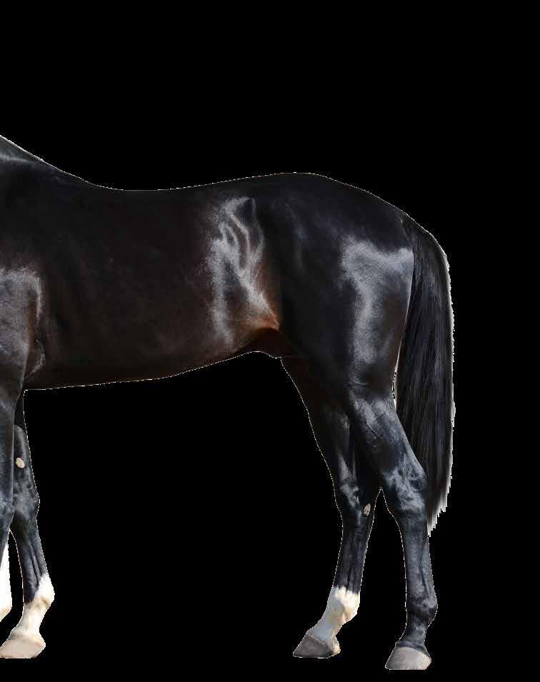 HippoX Horses are single-hoofed