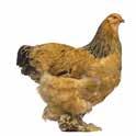 This is the ideal supplementary feed, to be used as a supplement to the composite feeds for chickens,