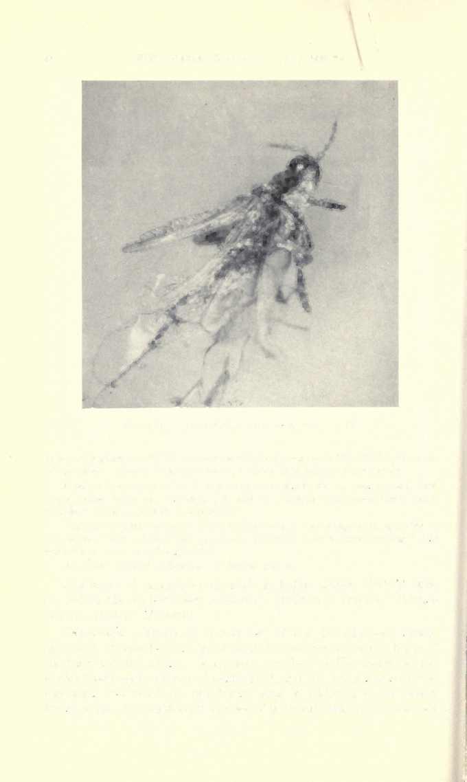 458 FIELDIANA: ZOOLOGY, VOLUME 34 / FIG. 101. Hercinothrips extinctus sp. nov. X 63. Antennal segments I and II concolorous with body, segments III to VIII yellowish.