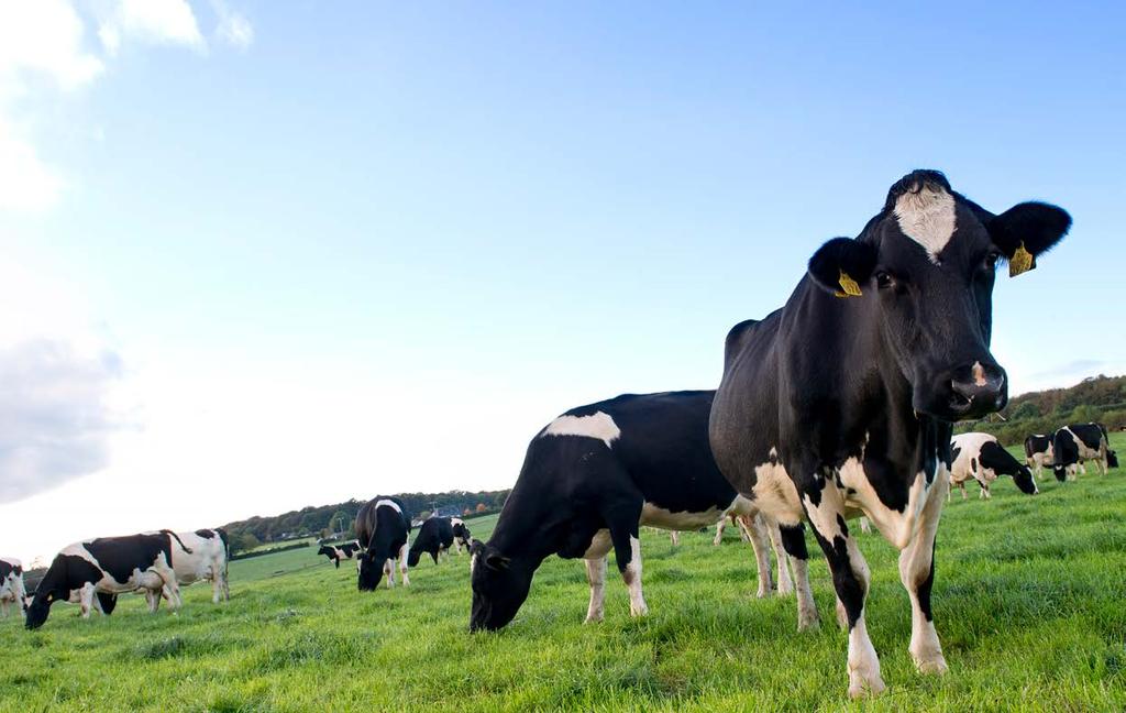 GUIDE TO RESPONSIBLE USE OF ANTHELMINTICS IN DAIRY COWS Anthelmintics are medicine products that can be used on animals to control parasites.
