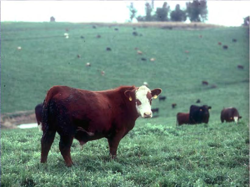 Economic Benefit From Strategic Deworming in Cow/Calf Operations Location Weaning Wt Adv Improved Breeding Florida +17 lbs 10% Florida +43 lbs 10% Georgia +16 lbs 22% Hawaii +46 lbs NM Minnesota (2)