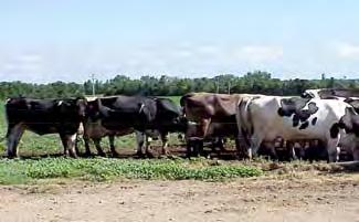High Parasite Contamination Level Cows grazing pasture during lactation When