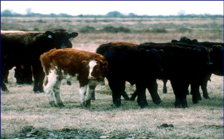 PREVENTION IS THE BEST STRATEGY The Economics of Deworming Cattle