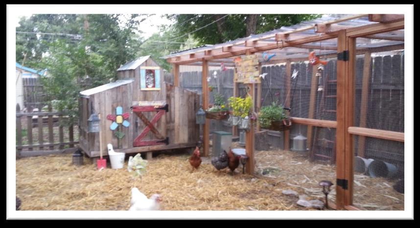 Sandra Buffington 512 W. Pikes Peak Ave., Colorado Springs, 80905 Open: Sunday 9-4 We are fairly new at keeping chickens.