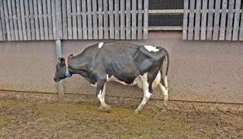 The risk factors for corium dysfunction include changes in management and physiology of the cow at calving, housing on concrete, inadequate lying times, wet underfoot conditions, nutrition and growth