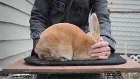 ability to handle and show the rabbit according to its ARBA breed standard.