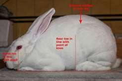 gently on the rabbits head. With your left hand, position the front feet so they are directly below the eyes and flat on the table.