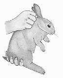 Without distorting the feet placement, tuck the rabbit s hindquarters up just enough that the body is compact and rounded.