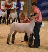 Warren County Fair Showman of Showmen Contest Educational Packet Sheep Showing Sheep Showing sheep Be calm and don t be overly aggressive.