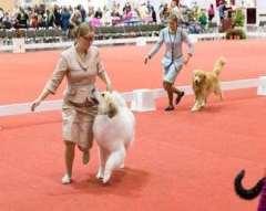 Most breeds move at a controlled trot. Always keep the dog between you and the judge. Make sure the collar is positioned up behind the dog s ears.