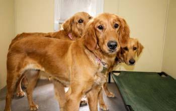 Please Don't Shave Your Golden! By Mary Kenton Often we hear about people shaving their Golden Retrievers to give them relief from the heat in summer.