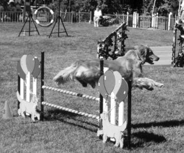 Training balance, teaching him to be aware of where his body is and building confidence, agility keeps the dog physically fit.