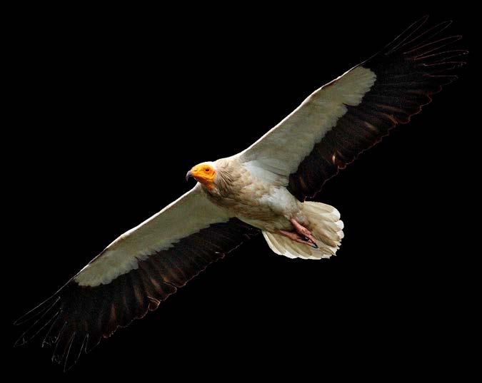 Egyptian Vulture Life History Latin name: Neophron percnopterus Size: 58-70 cm Wingspan: 155-170 cm Weight: 1.6-2.
