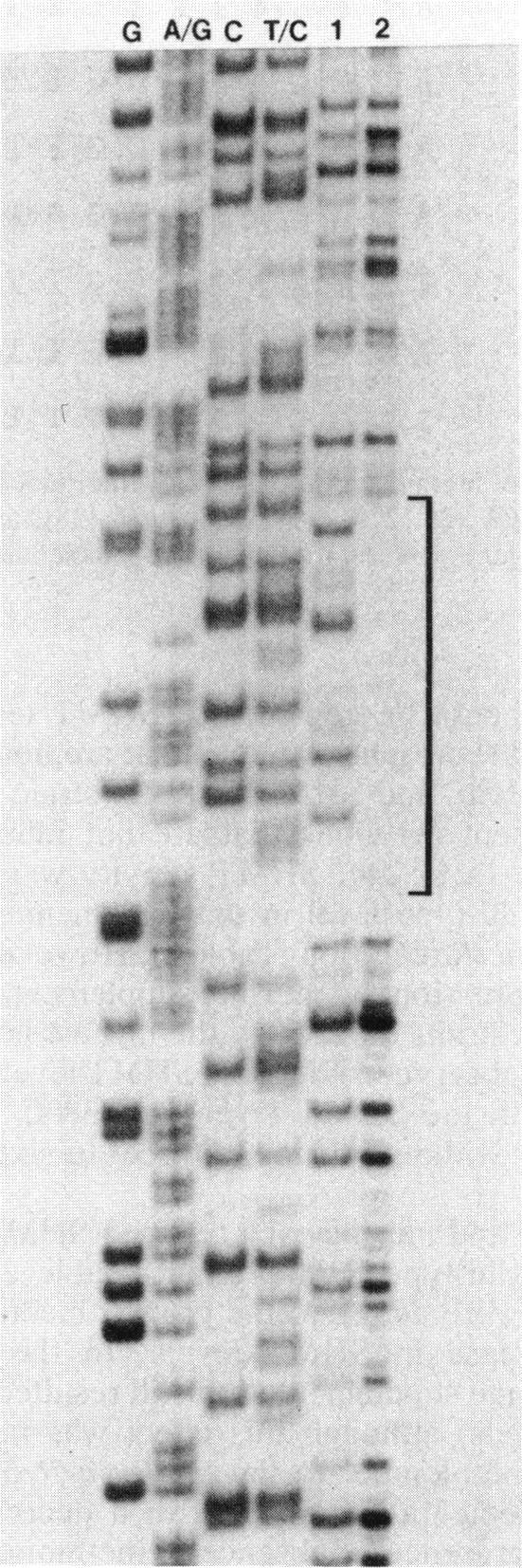 VOL. 172, 1990 1 2 3 4 5 6 7 8...m. FIG. 1. Gel retardation assay for binding of PurR protein to the glya control region.