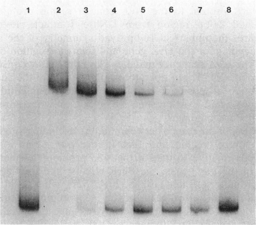 The extracts were incubated with a 32P-labeled DNA probe containing the glya control region to allow specific protein-dna complexes to form. Lane 1, 1-p.