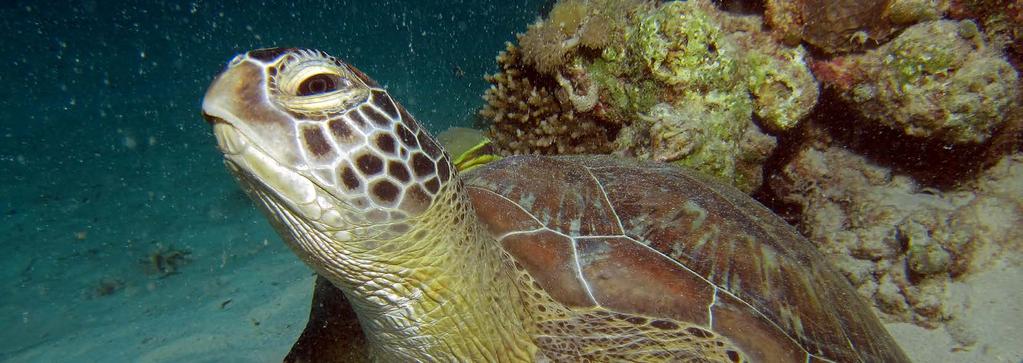 TURTLE FOUNDATION Protecting Sea Turtles and their Habitats Annual Report 2016 Boards of Trustees Chairmen Fundação Tartaruga Cabo Verde: Euclides Resende Turtle