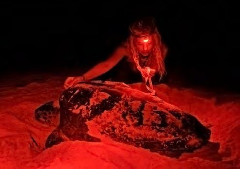 www.turtle-foundation.org 10 Left: Under red light, from which the animals are not disturbed, a loggerhead turtle is marked and measured after egg laying (image: Derek Aoki).
